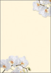 Sigel conception Papier, format DIN A4, 90 g / qm, sol 