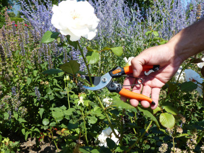 Garten PRIMUS Lame de rechange pour sécateur de jardin