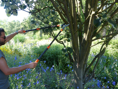 Garten PRIMUS Coupe-branches à enclume-sécateur crémaillère