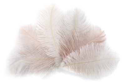 folia Plumes d'autruche, longueur : env. 170 mm, assorti