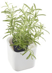 orthex Pot à herbes aromatiques EDEN, largeur: 120 mm, blanc orthex Pot à herbes aromatiques EDEN, largeur: 120 mm, blanc