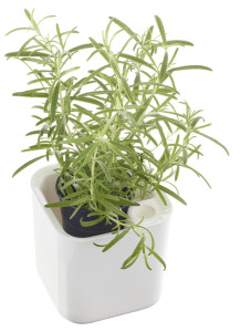 orthex Pot à herbes aromatiques EDEN, largeur: 120 mm, blanc