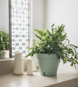 Poétic Pot de fleurs PAPYRUS, diamètre: 245 mm, menthe