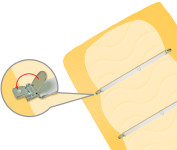 KLEIBER Tendeur de drap, réglable jusqu'à 1,40 m, blanc