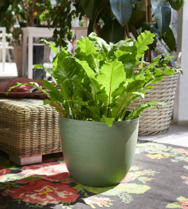 tera Pot de fleurs 