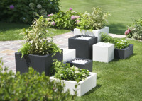 tera Cube à plantes  tera Cube à plantes