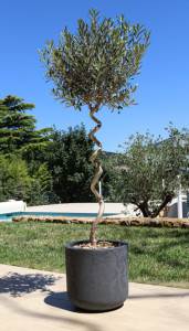 EDA Bac à plantes BASALT UP, rond, 385 mm, anthracite