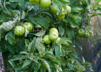 Bradas Filet de protection anti-oiseaux, 2 x 5 m, noir Bradas Filet de protection anti-oiseaux, 2 x 5 m, noir