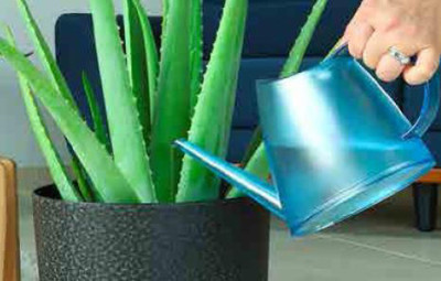 EDA Arrosoir FUCHSIA, 1,5 litre, vert citron translucide