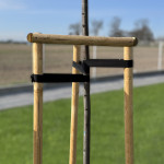 Bradas Bande de ligature pour arbres, PP, 30 mm x 50 m, noir