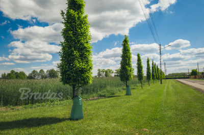 Bradas Sac d'arrosage pour arbres, PVC, 75 litres, vert