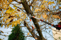 Bradas Coupe-branches Bypass V-SERIES, télescopique