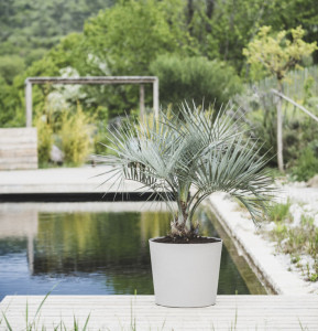 EDA Bac à plantes ELEMENT, conique, 500 mm, kaki